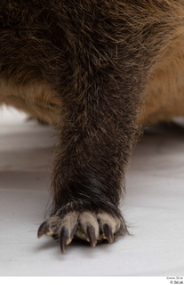 Nutria leg 0007.jpg